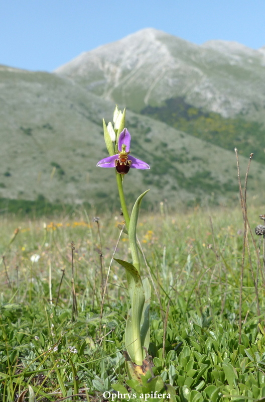 Monte Velino e Monti della Duchessa, le orchidee e la Natura  2024.